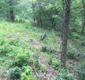 Officials believe this alligator had lived near Banks Crossing for several years.