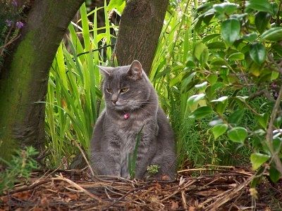 2815235-grey-cat-sitting-in-the-nature