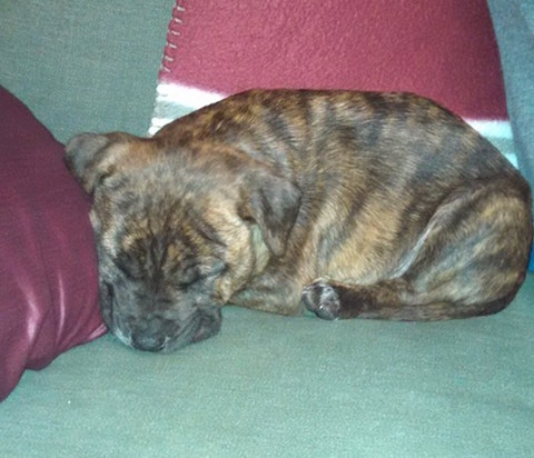 drain pipe puppy asleep in new home