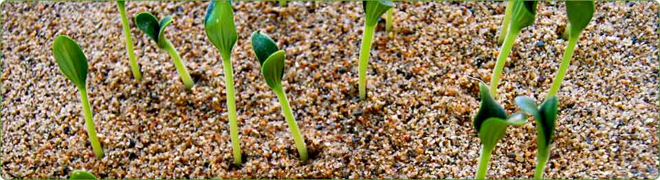 seeds growing