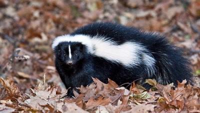 hi-wdr-skunk_450x450