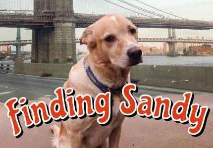 search for sandy