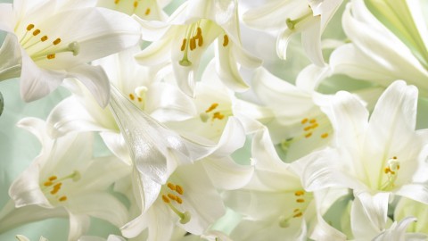 easter-lilies_00359846