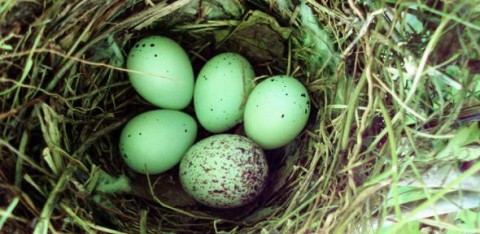 cuckoo-eggs