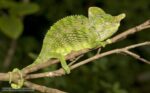 Let Chameleons be Chameleons