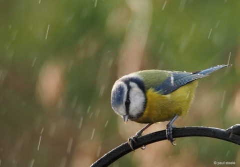 blue-tit-rain-eden-valley-bird