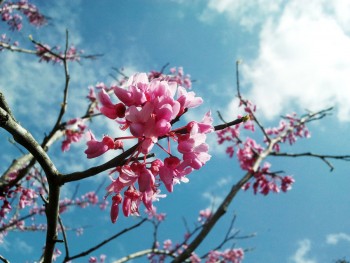 first_signs_of_spring_by_matzu-d3dcbhl