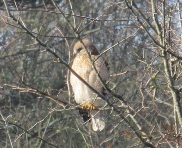 A hawk perches in a tree along the trail by Old Clarkesville Mill.
