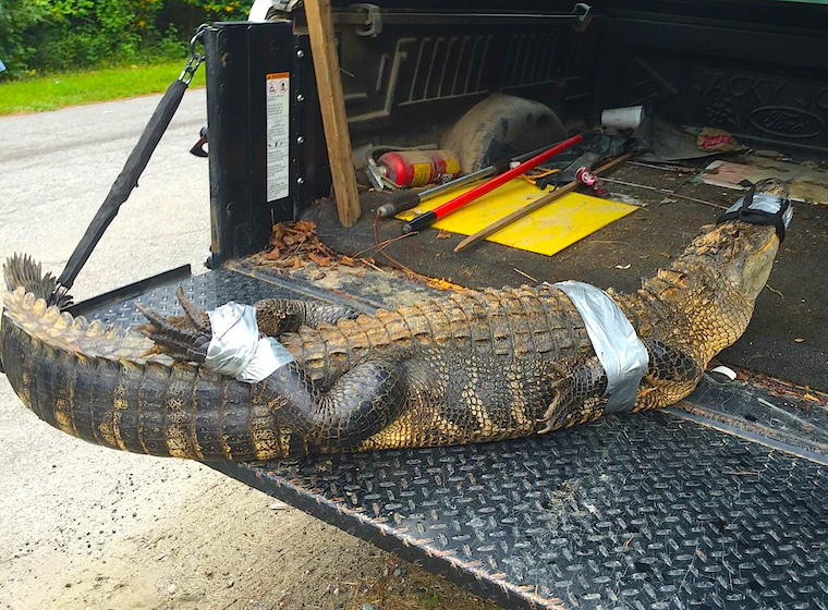 alligator captured in Banks County