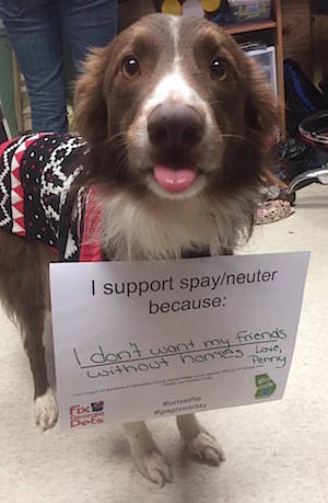 low-cost-spayneuter-mascot