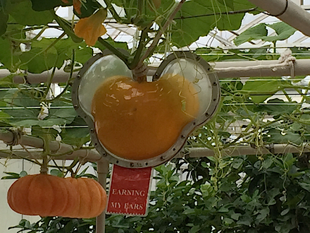IMG_3497 how Disney’s pumpkins grow ears copy