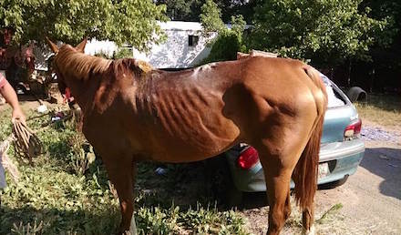 Rodeo animal cruelty Tumlin