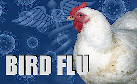 bird flu