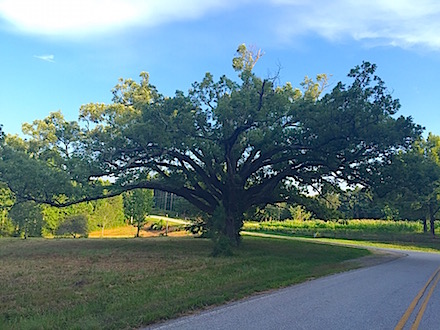white oak at Bear Gap and Orchard Roads