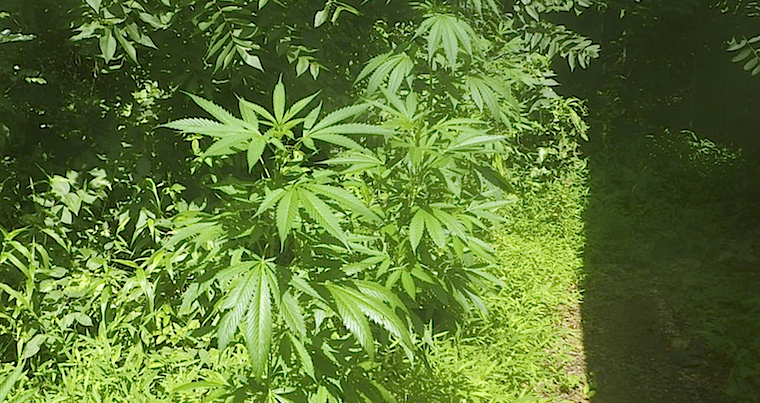 white county marijuana grow town creek