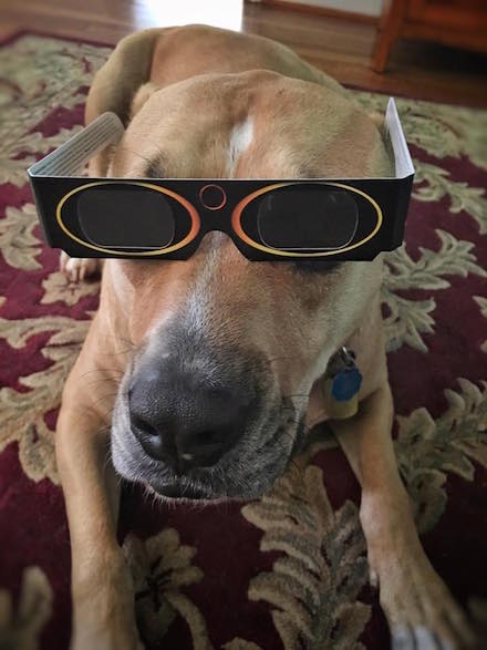 Doggone eclipse