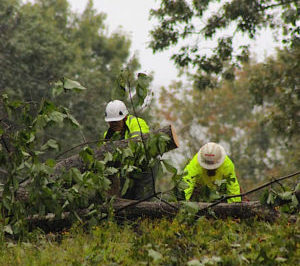 clearing debris in Habersham irma