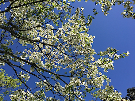 The Flowering Dogwood, now in full bloom