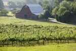 UGA uncorks North Georgia’s ripening wine industry