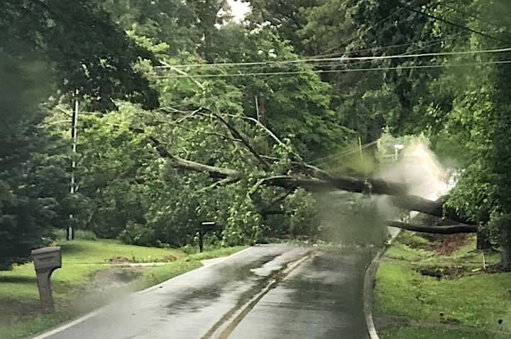 tree down on Double Bridge Road