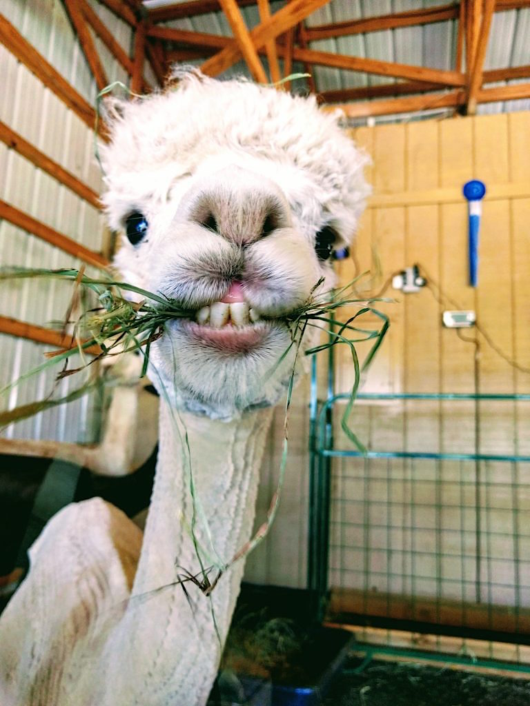 Alpaca named Masterpiece having a snack at Apple Mountain Alpacas