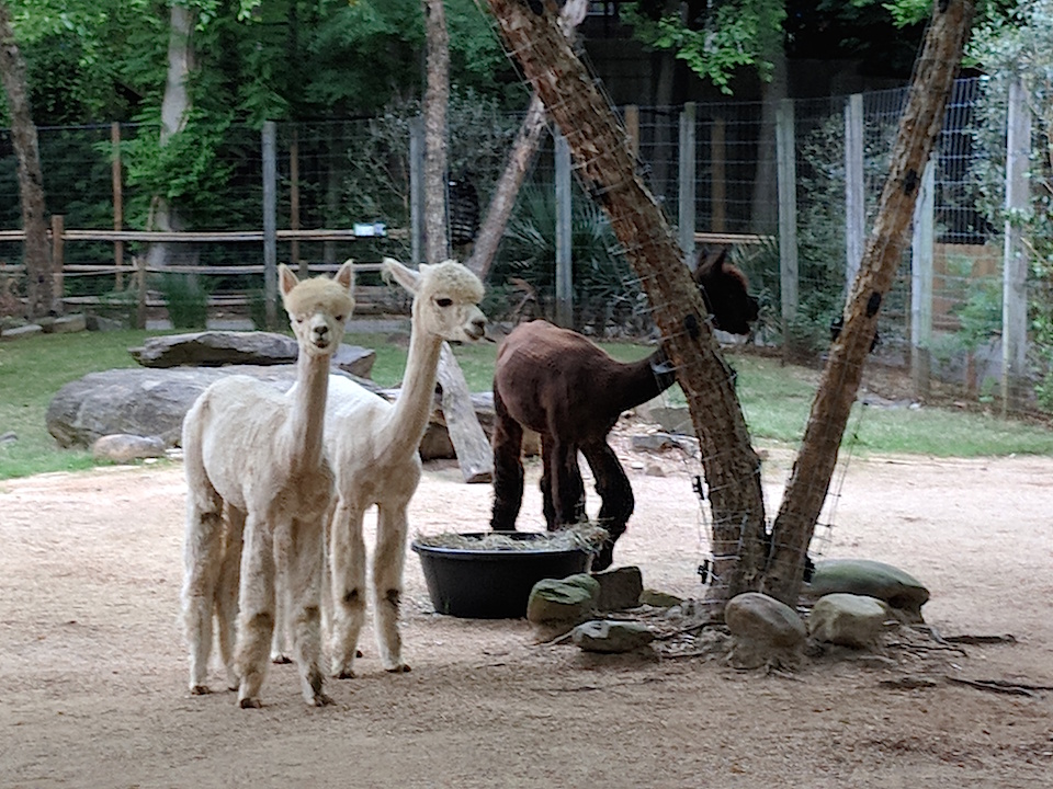Apple Mountain alpacas at Zoo Atlanta
