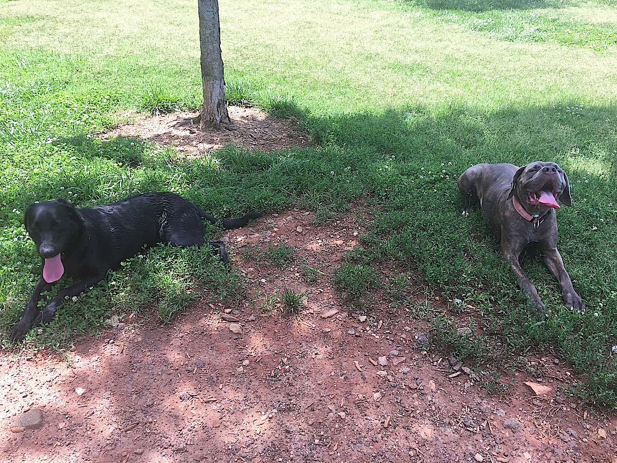 Dog Days Zeiss and Eliza