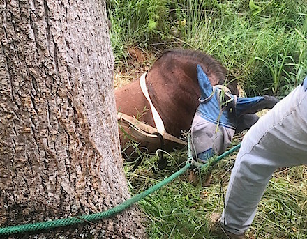 blind horse rescue