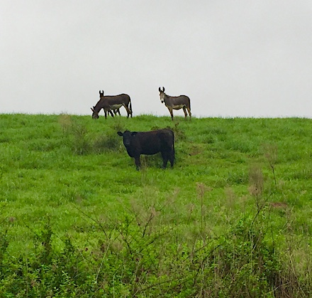 cow and donkeys livestock