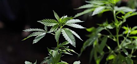 marijuanaWABE-640x300