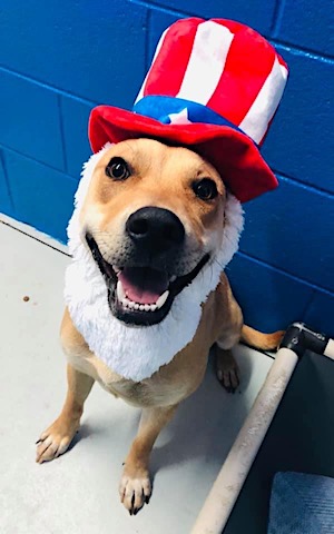 Habersham County Animal Shelter