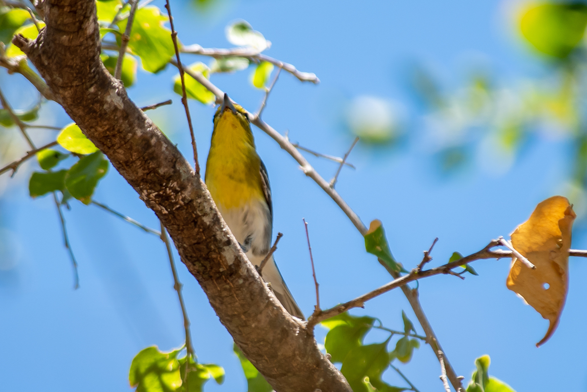 1-Yellow Throated Vireo.Costa Rica
