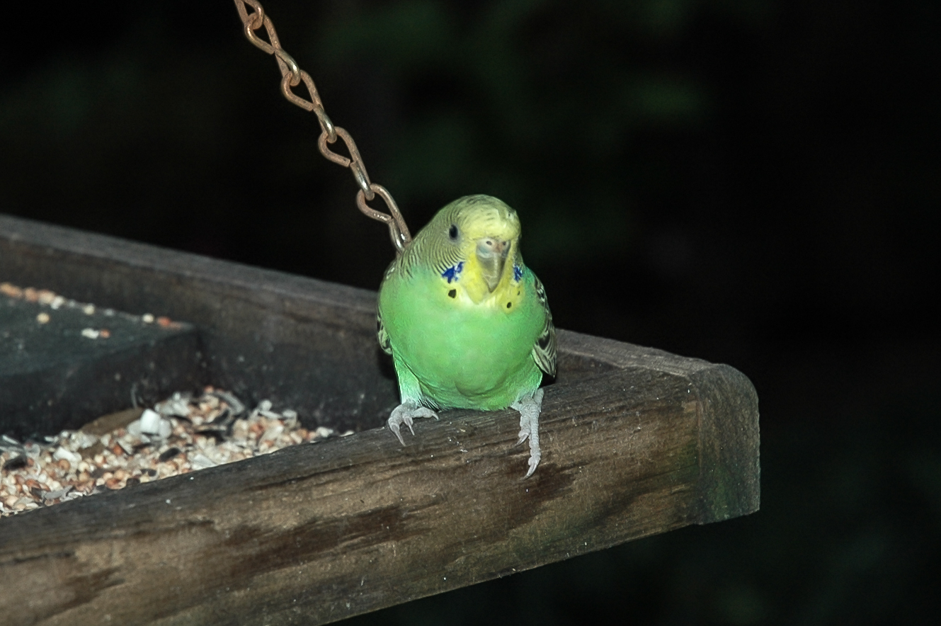 Budgerigar.Tucker