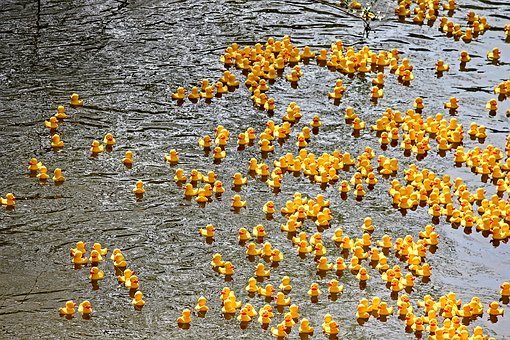 Great Helen Duck Race
