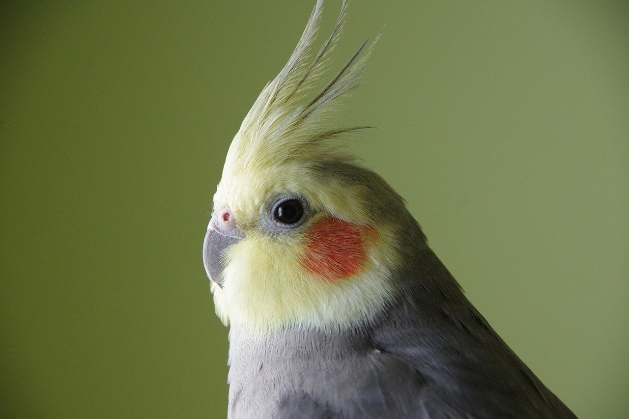 cockatiel