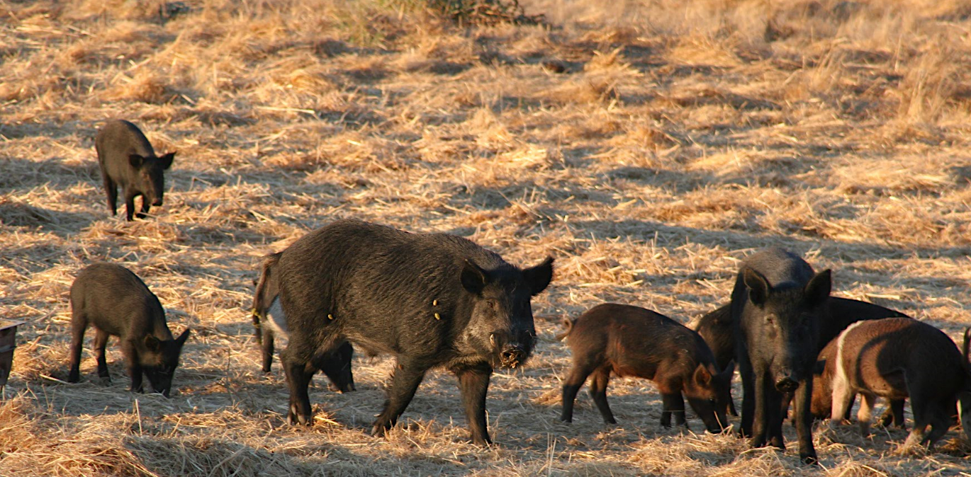 feral swine