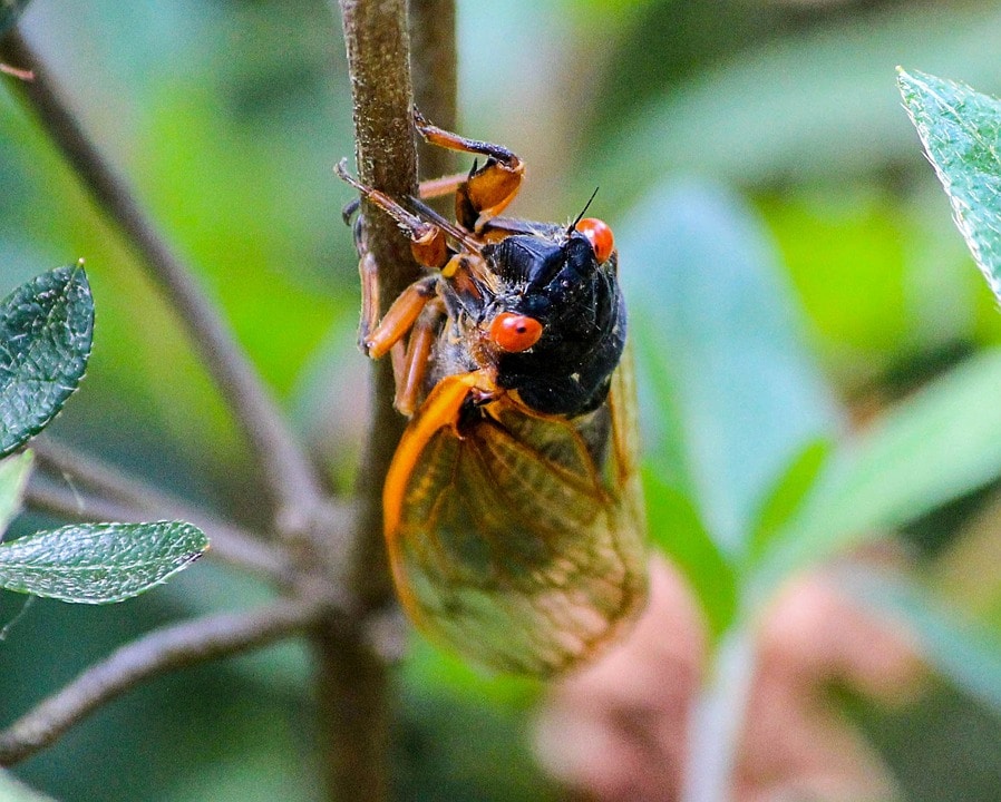cicada on limb