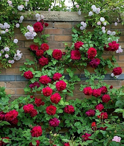 GTG-rose-winner-Ashley-Reems-5.3.21