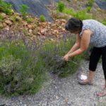 Lavender Lamb Farm: Last call to harvest lavender locally