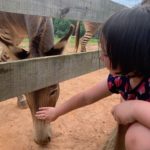 Chestatee Wildlife Preserve has zedonks, tigers, and bears – oh my!