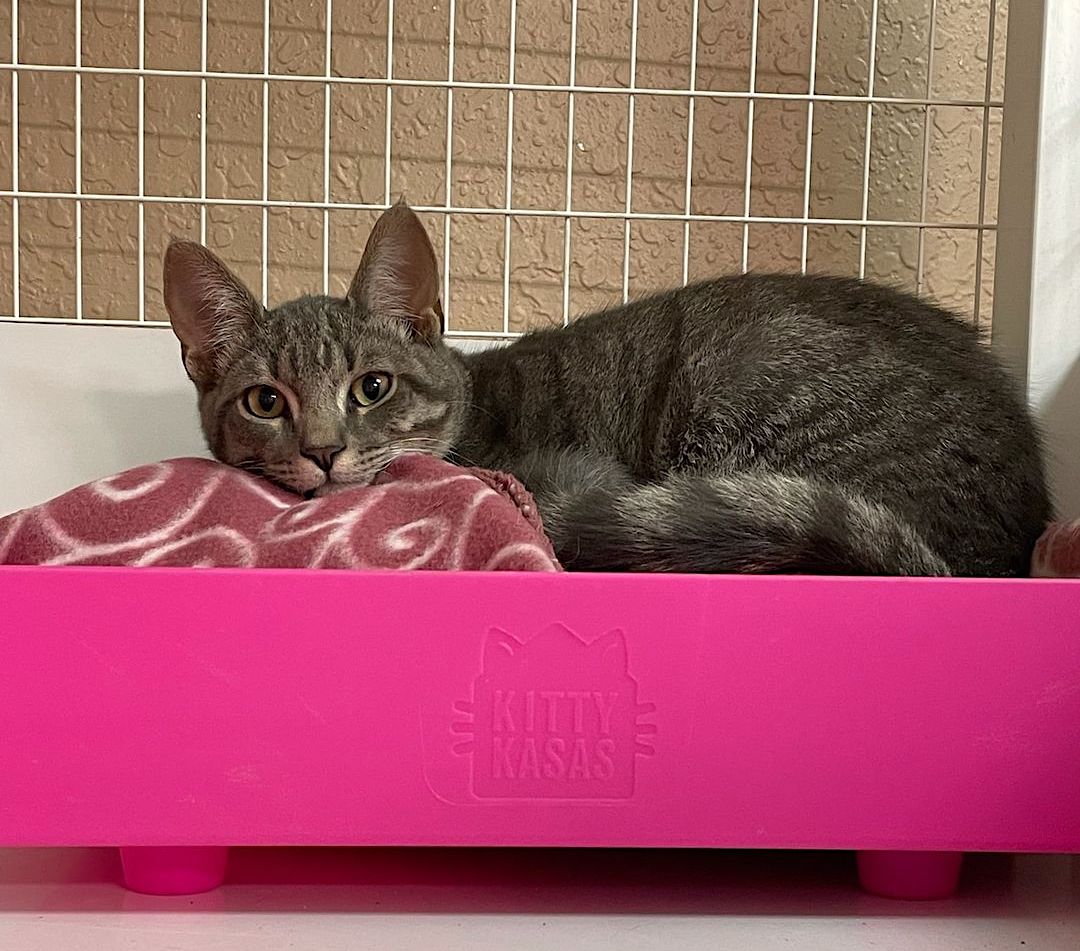 White County Animal Shelter