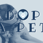 Adopt-A-Pet: Nevaeh still hoping for a home