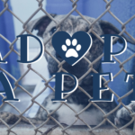 Adopt-A-Pet: Bandits and Patton