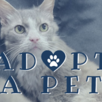 Adopt-A-Pet: Alpha Dog and Hazel