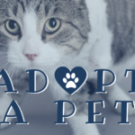 Adopt-A-Pet: Mochi and Kensington