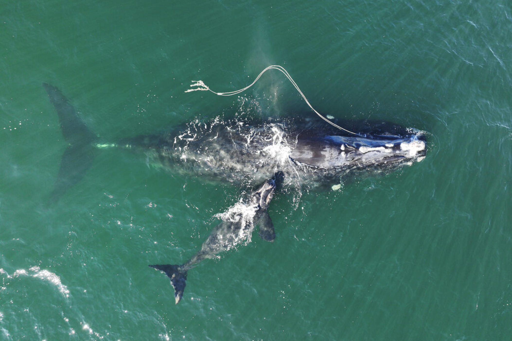 Right Whales Entangled Birth