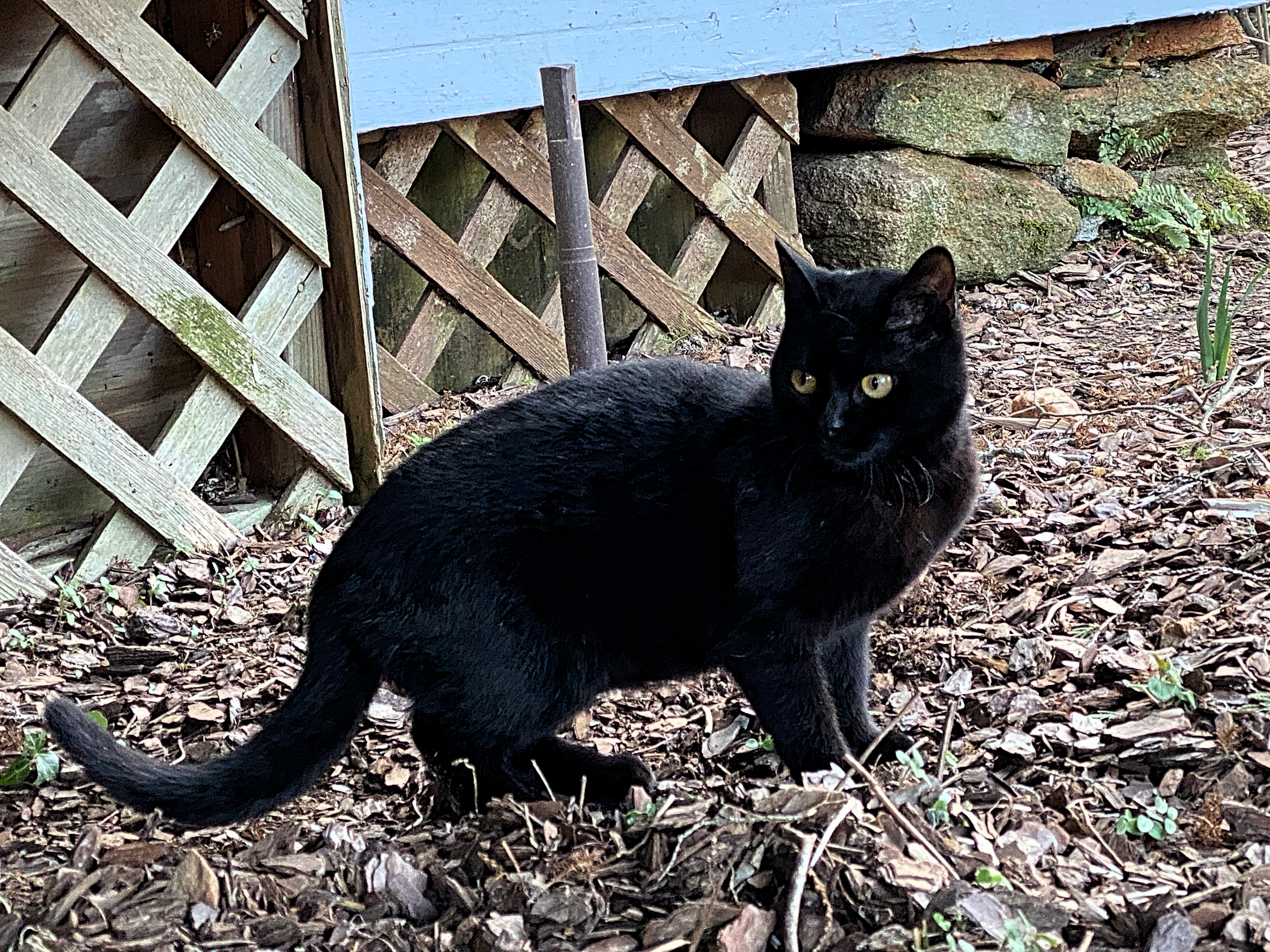 feral felines in Clarkesville