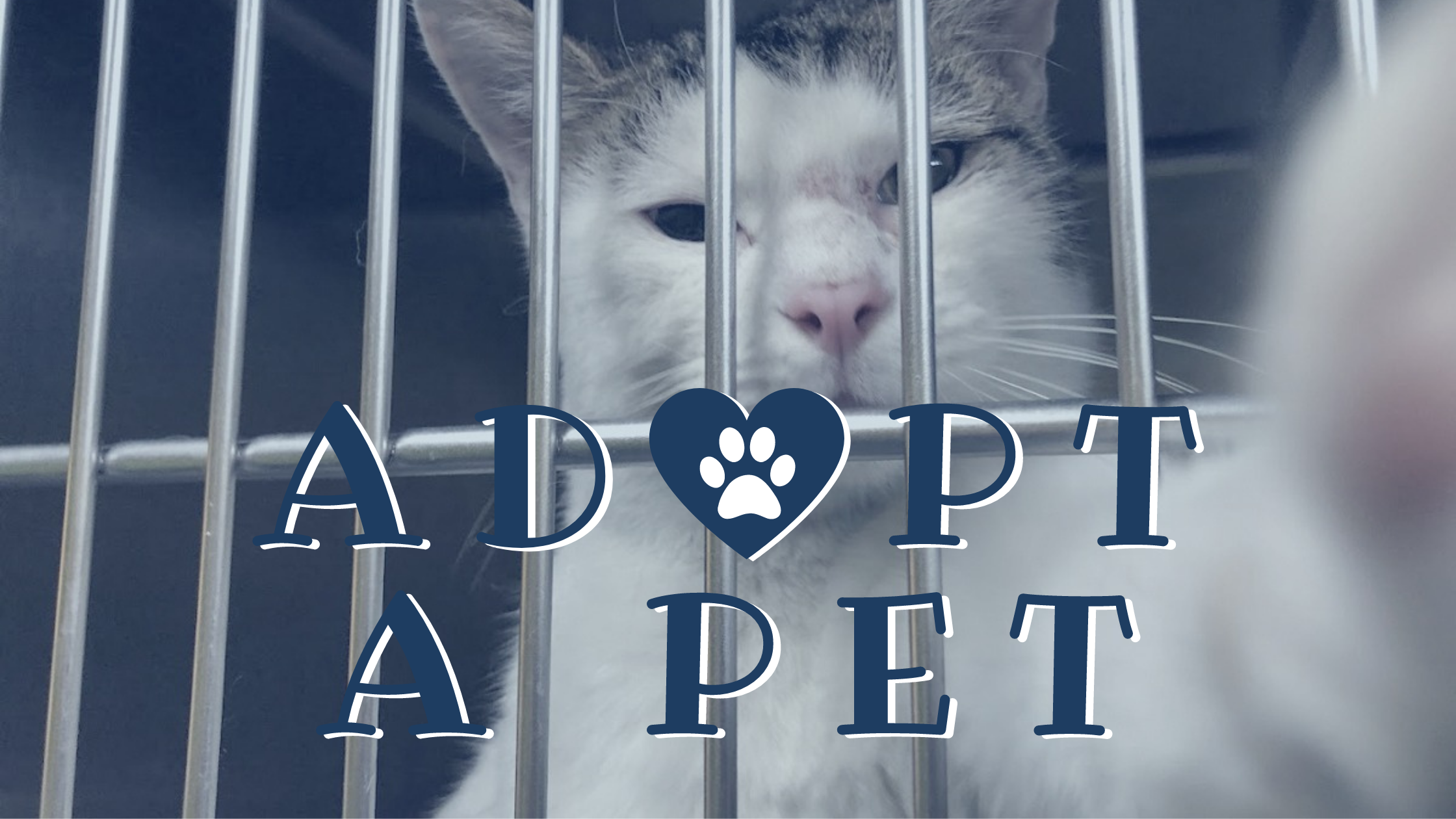 ADOPT-A-PET (1)