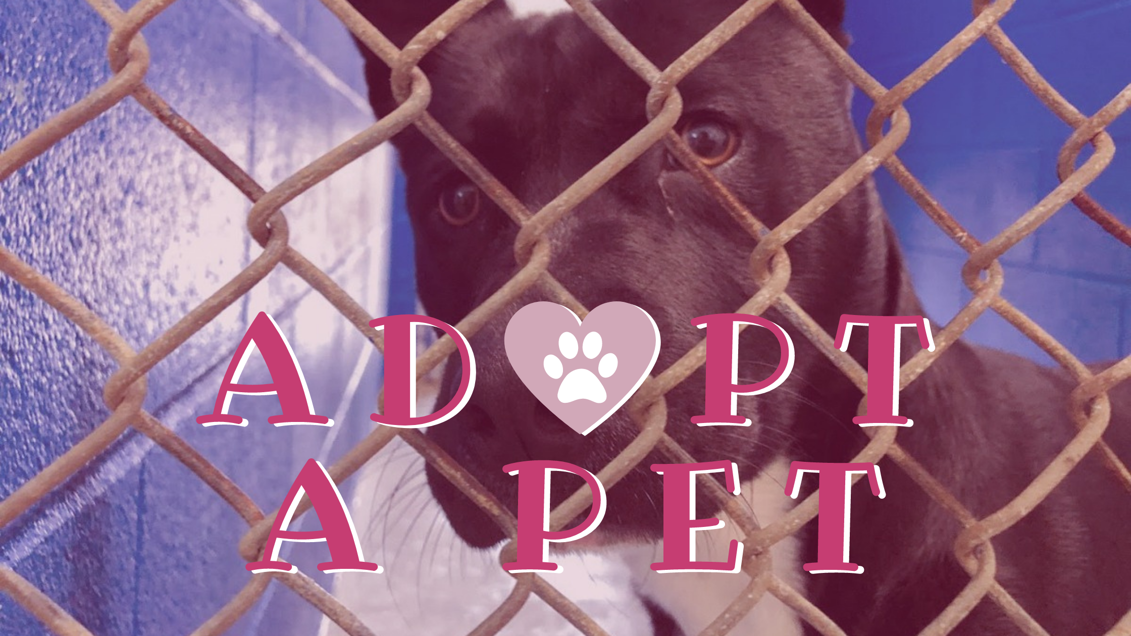 ADOPT-A-PET (2)