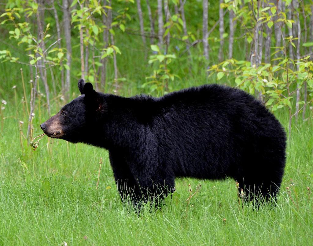 Black Bear (pixabay)